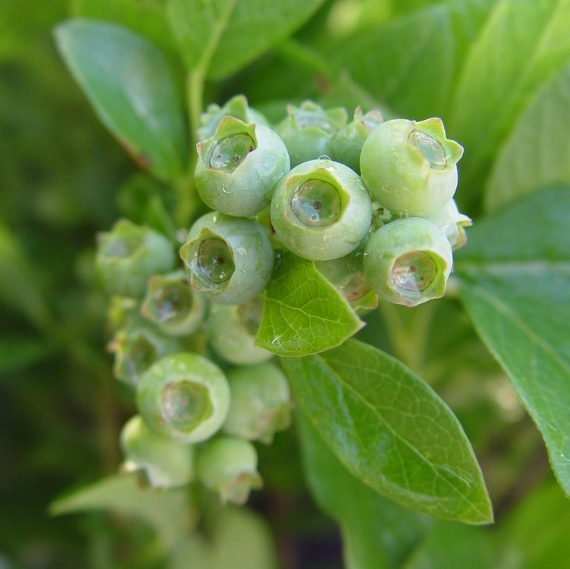 Vaccinium corymbosum Jersey