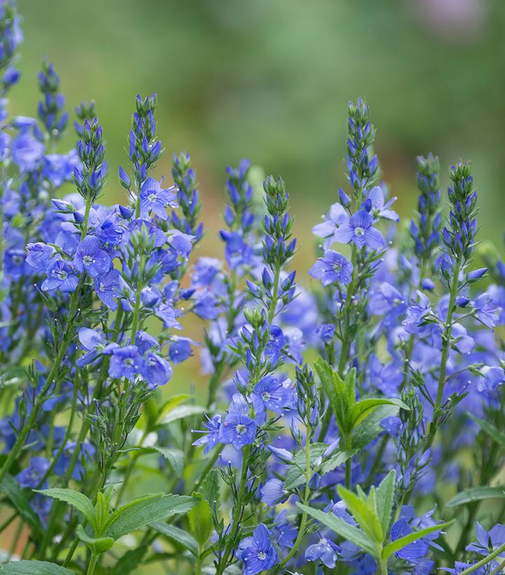 Veronica prostrata 