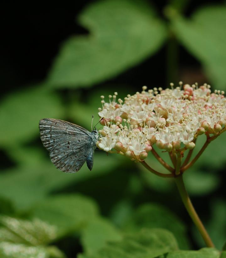 Viburnum acerifolium 