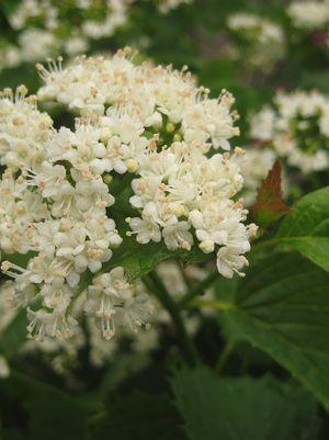 Viburnum dentatum Blue Muffin®