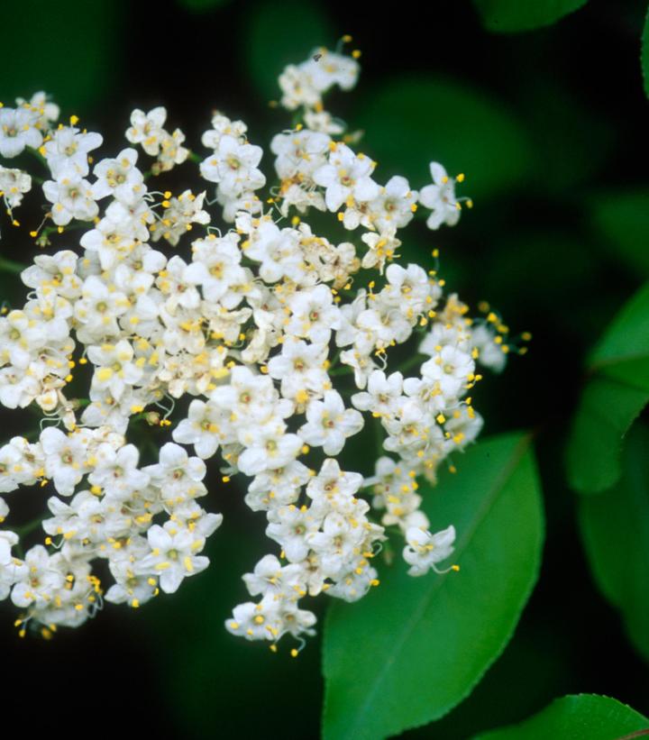 Viburnum prunifolium 