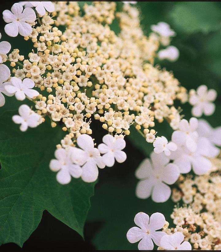 Viburnum trilobum 'Wentworth'