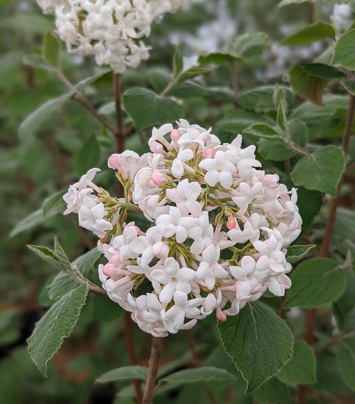 Viburnum carlesii 