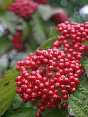 Viburnum dilatatum Cardinal Candy®