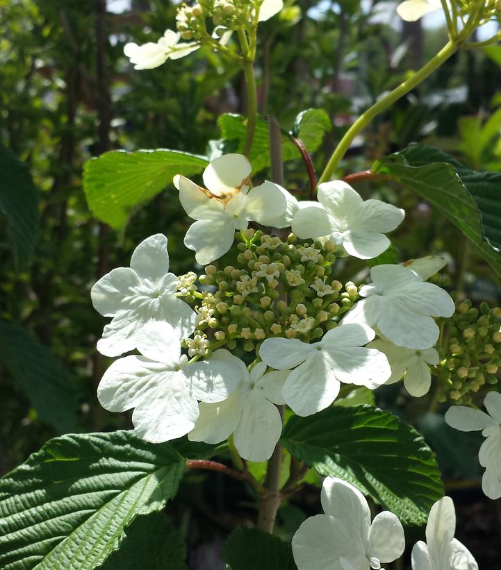 Viburnum p. t. Mariesii