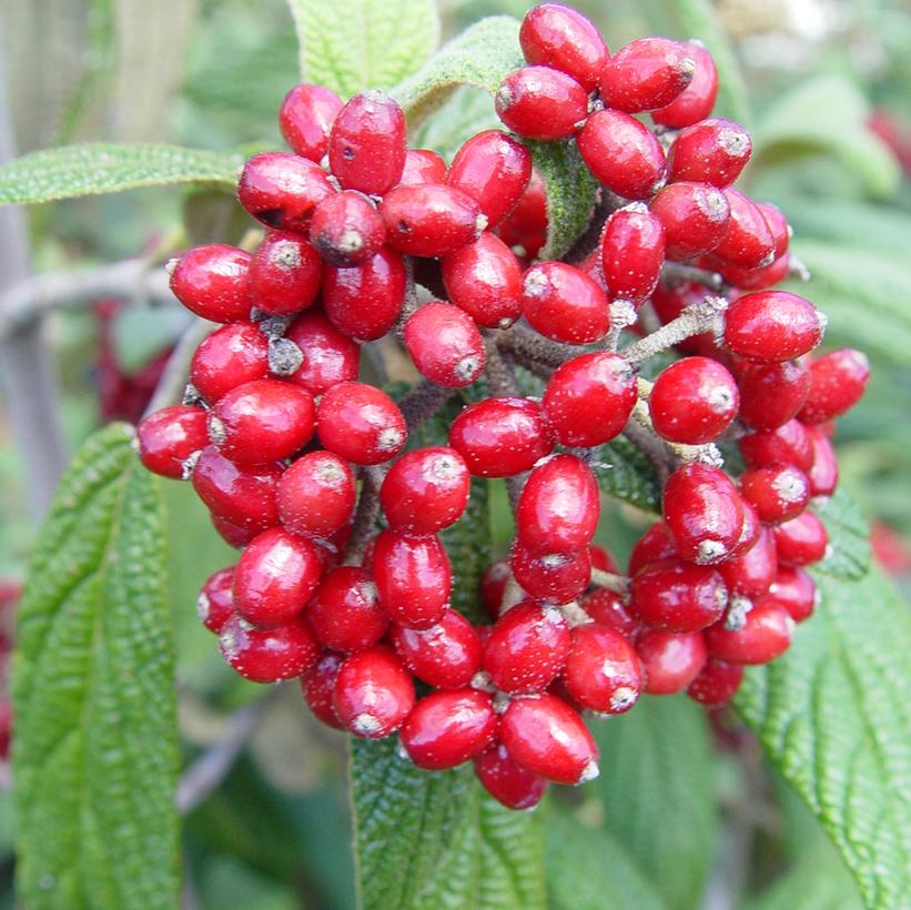 Viburnum rhytidophyllum 