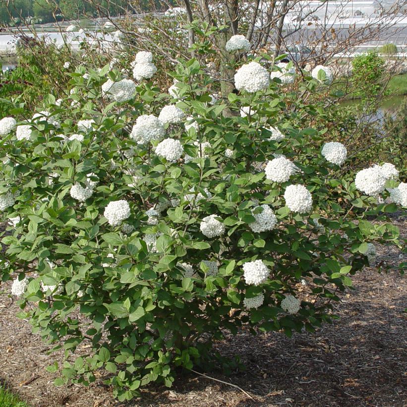 Viburnum X carlcephalum 