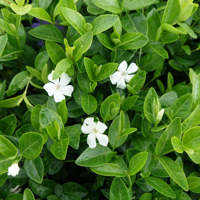 Vinca minor Alba