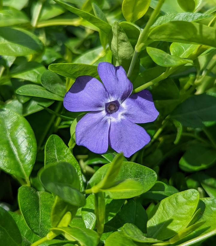 Vinca minor Bowles