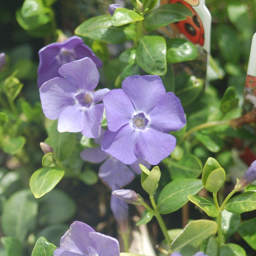 Vinca minor Darts Blue