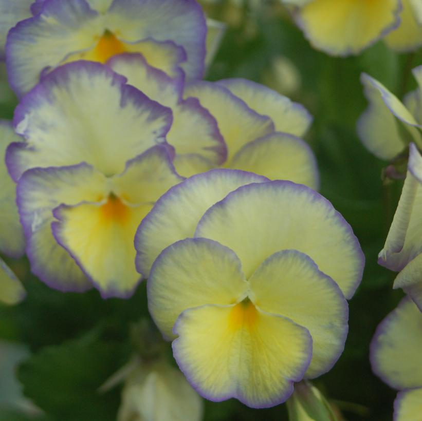 Viola x 'Etain'