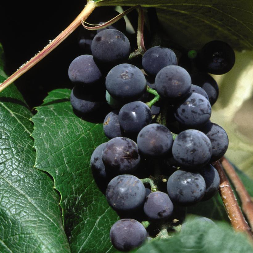 Vitis Concord Seedless