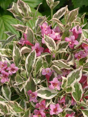 Weigela florida My Monet® My Monet®