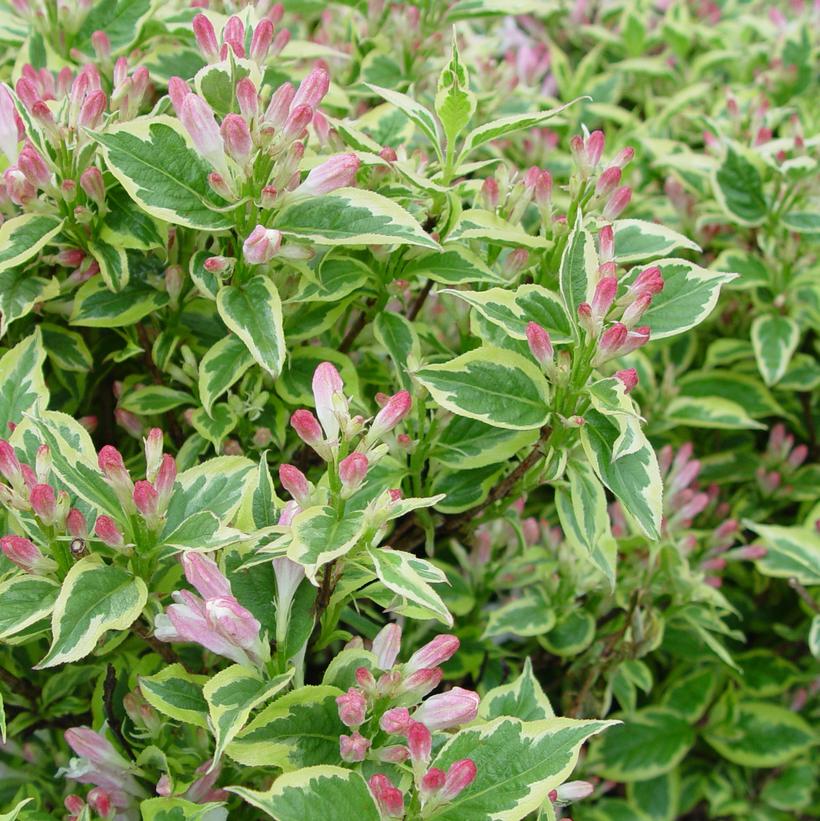 Weigela florida 'Variegata'