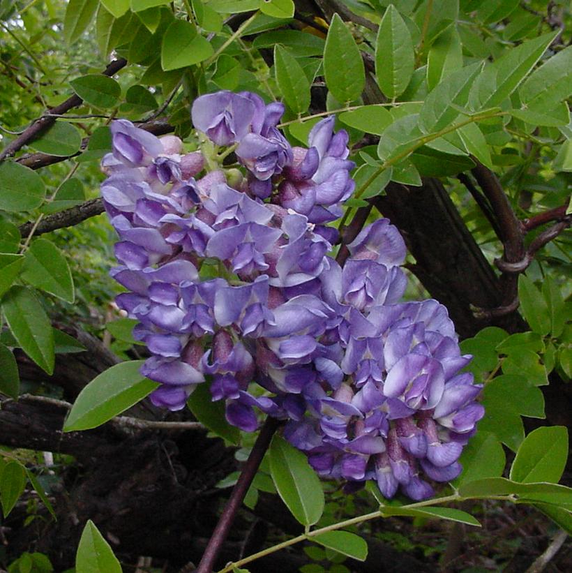 Wisteria frut. Amethyst Falls