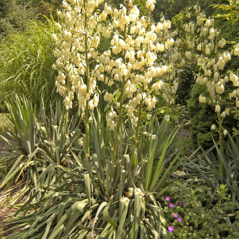 Yucca filamentosa 