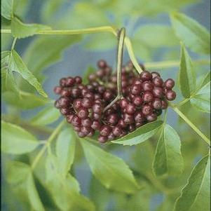 Sambucus canadensis Adams