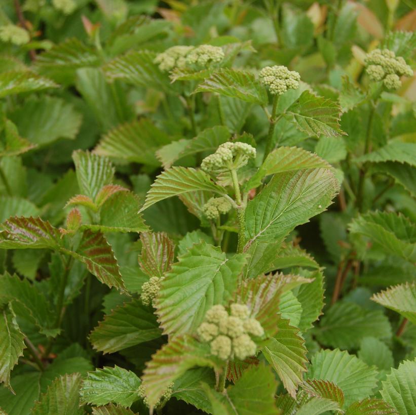 Viburnum dentatum Blue Blaze™