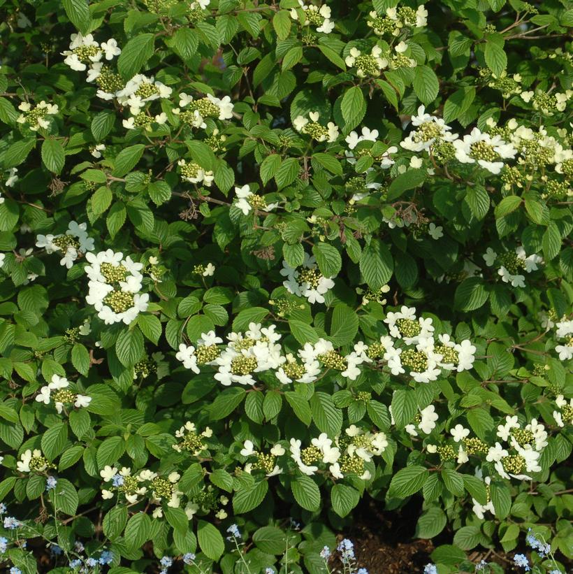 Viburnum p. t. Summer Snowflake