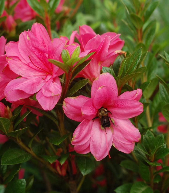 Azalea Encore® Autumn Amethyst®