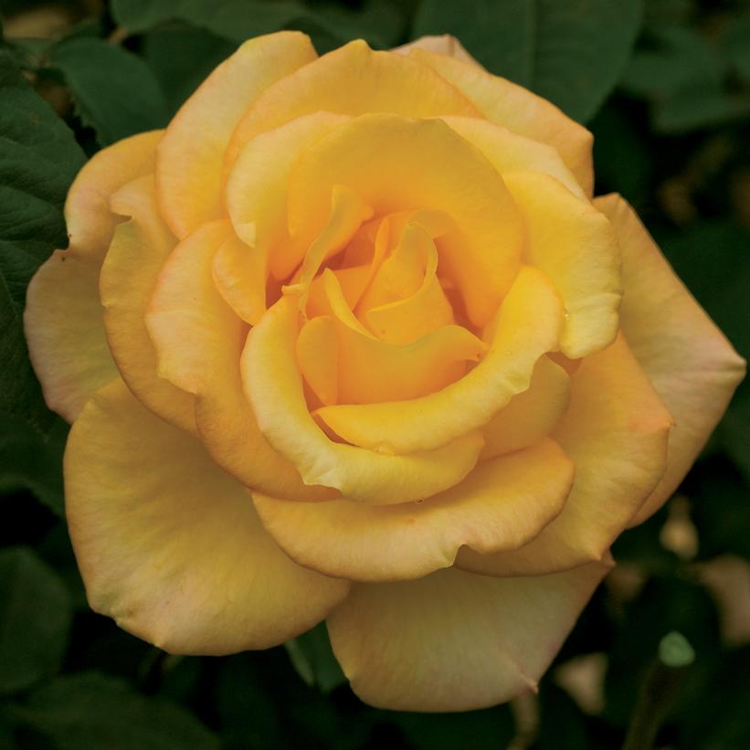 Rosa Gold Medal®