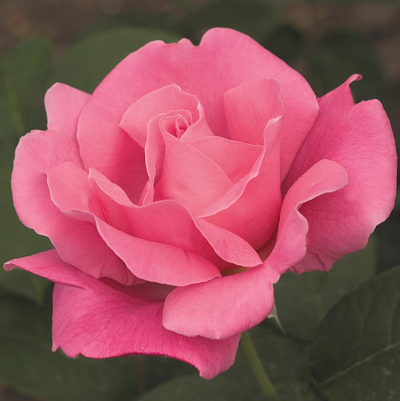 Rosa Perfume Delight