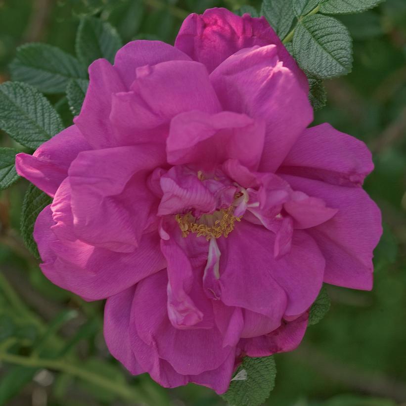 Rosa X Purple Pavement