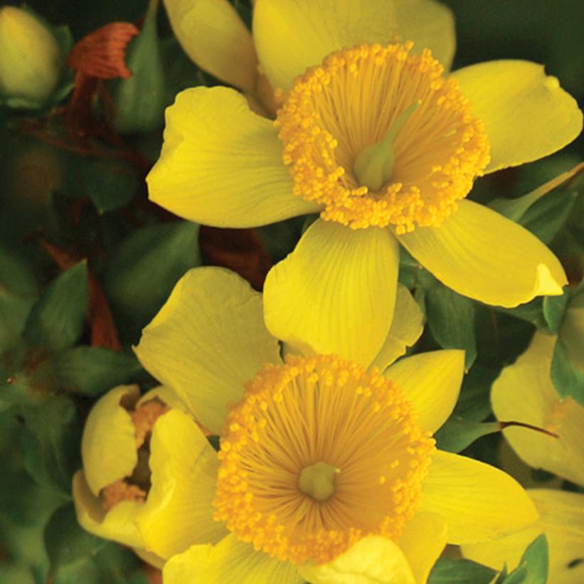 Hypericum X Sunny Boulevard®