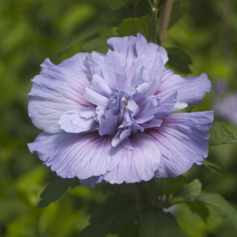 Hibiscus syriacus Blue Chiffon®