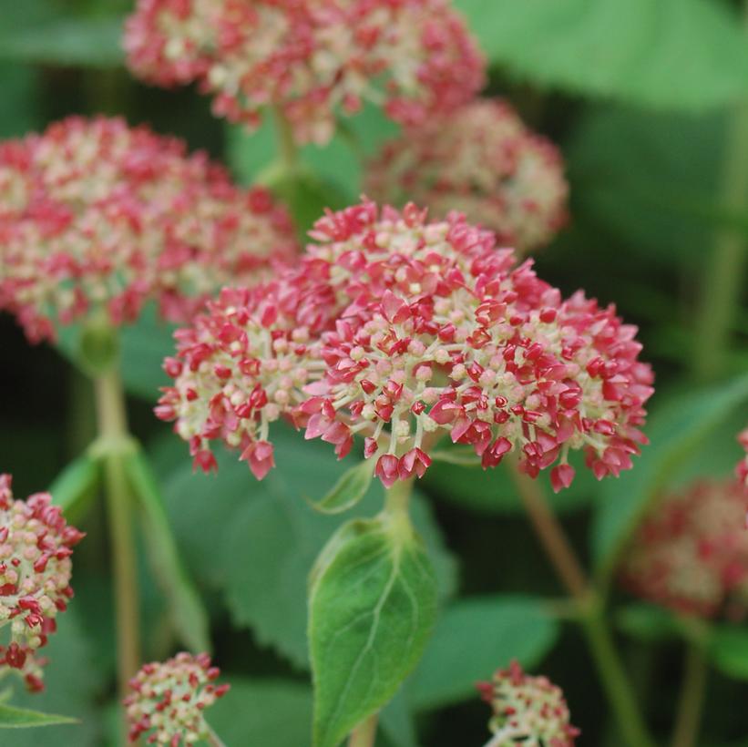 Hydrangea arborescens Invincibelle® Spirit
