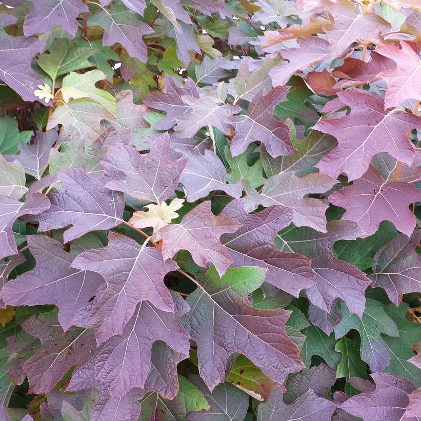 Hydrangea quercifolia 