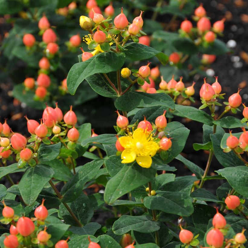 Hypericum inodorum Pumpkin