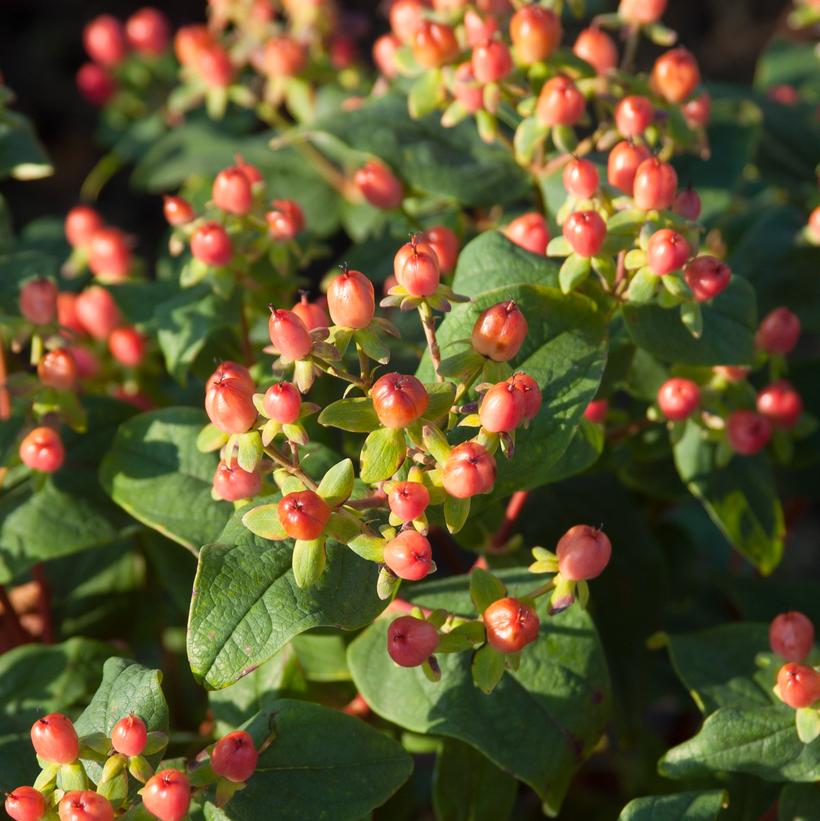 Hypericum inodorum Red Star™