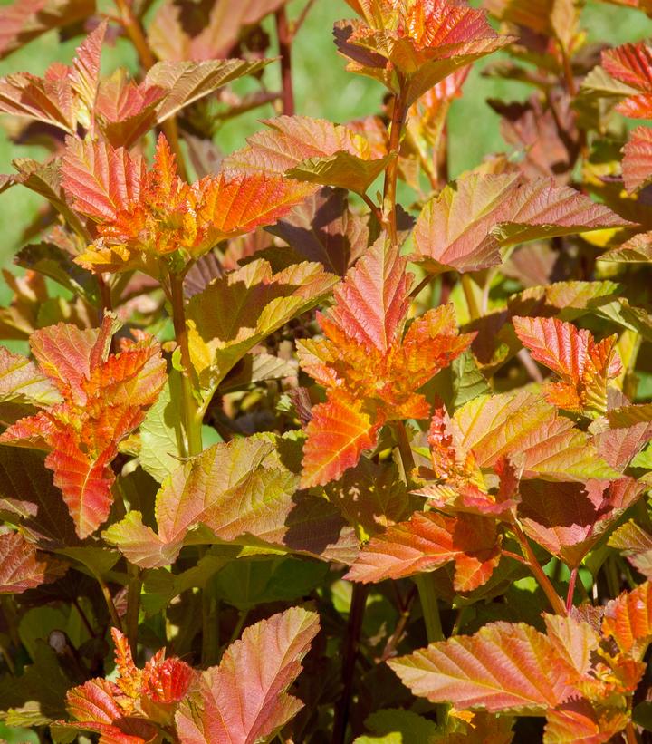 Physocarpus Amber Jubilee™