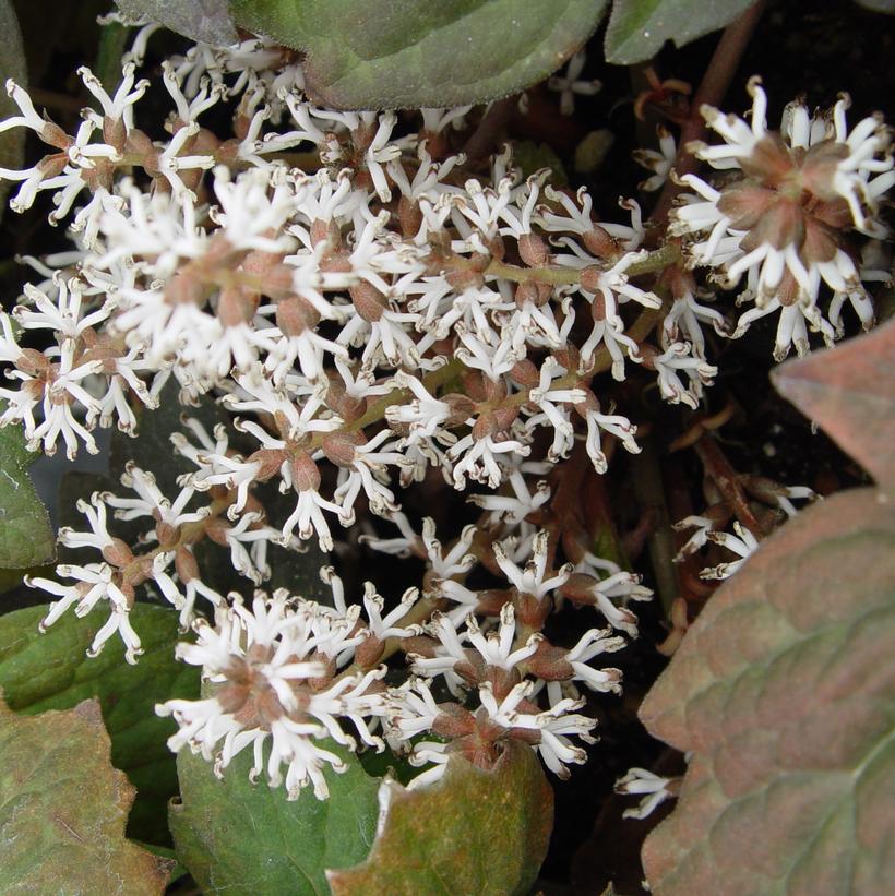 Pachysandra procumbens 