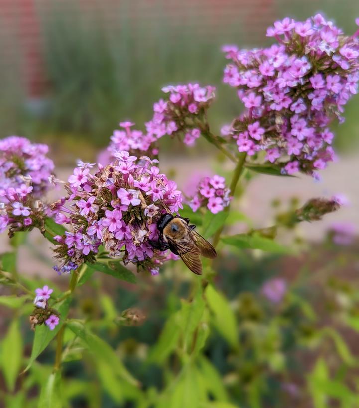 Phlox paniculata 'Jeana'