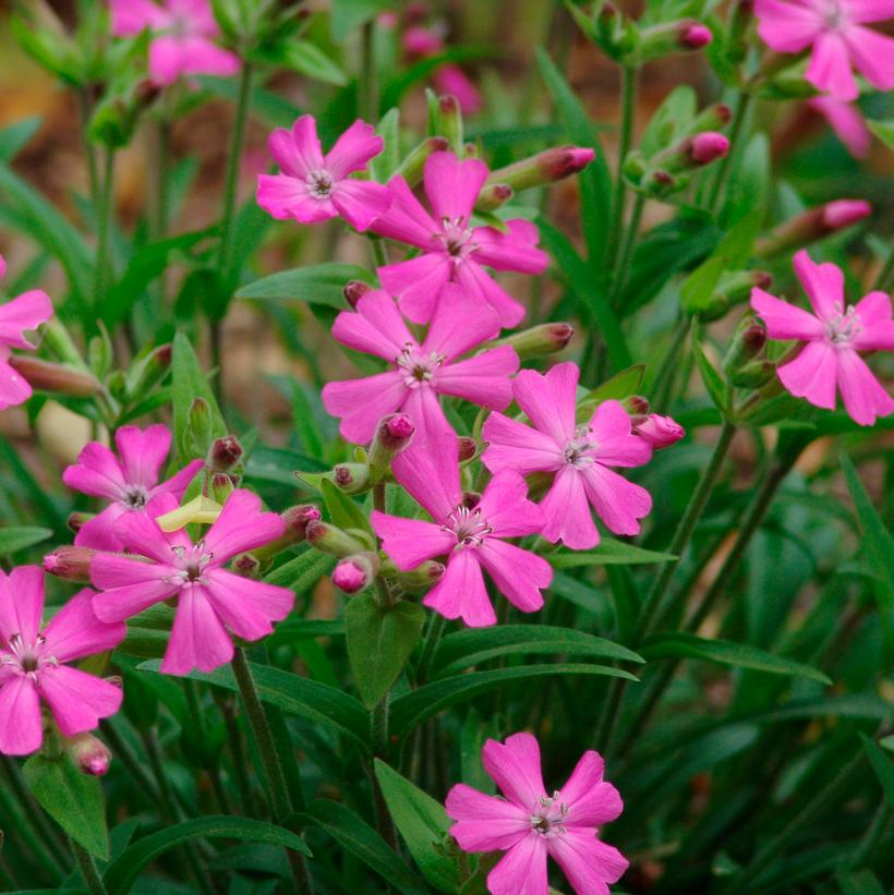 Silene caroliniana Short and Sweet