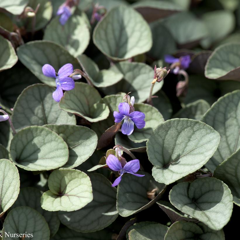 Viola walteri Silver Gem