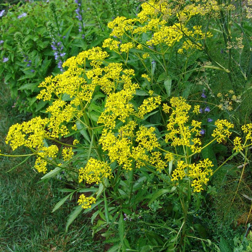 Zizia aurea 