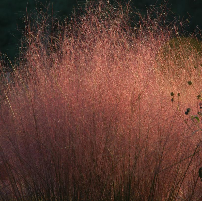 Muhlenbergia capillaris 