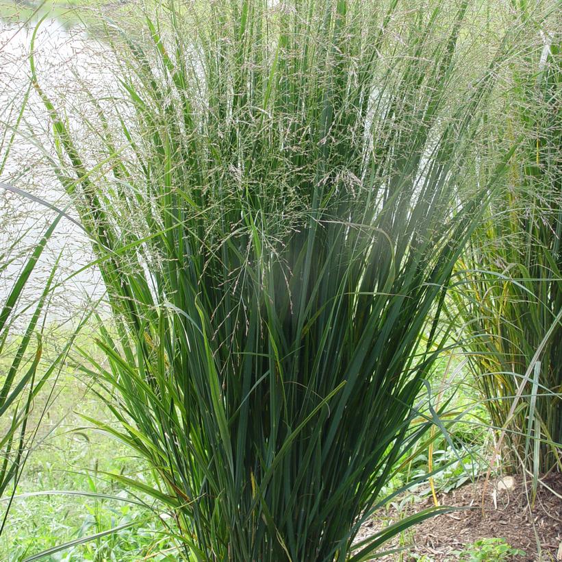 Panicum virgatum Northwind