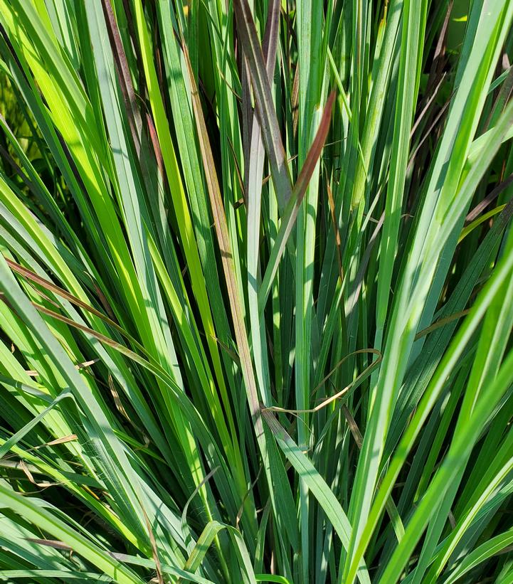 Schizachyrium scoparium 'Standing Ovation'