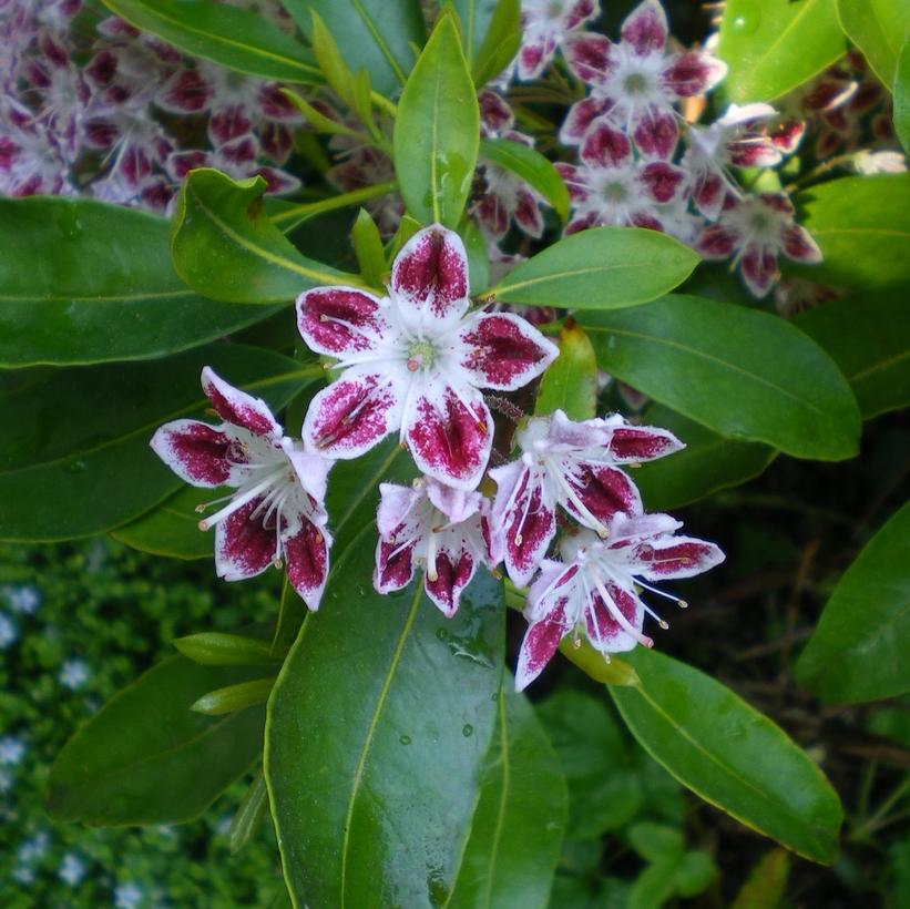 Kalmia lat. Galaxy