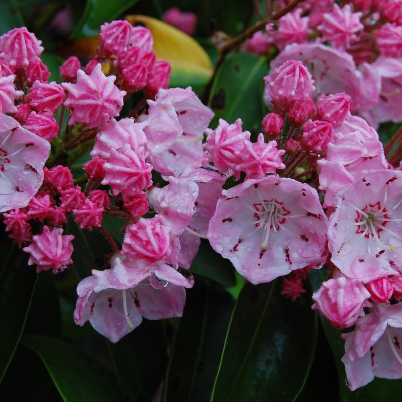 Kalmia lat. 'Goodshow'