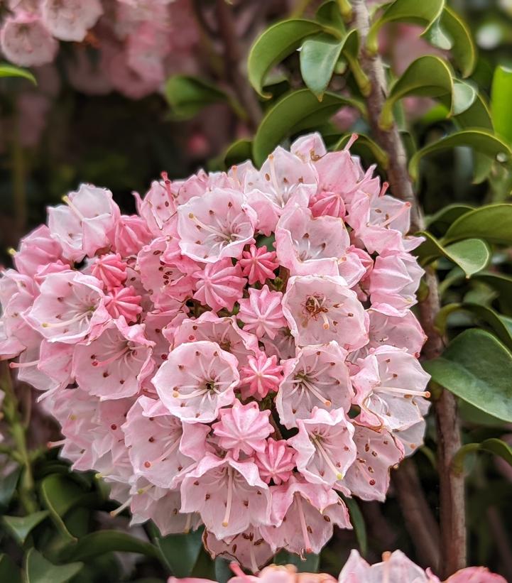 Kalmia lat. Little Linda