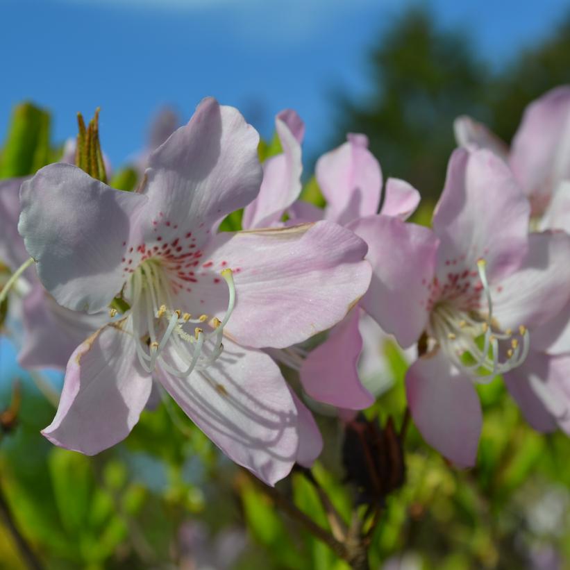 Azalea schlippenbachii 