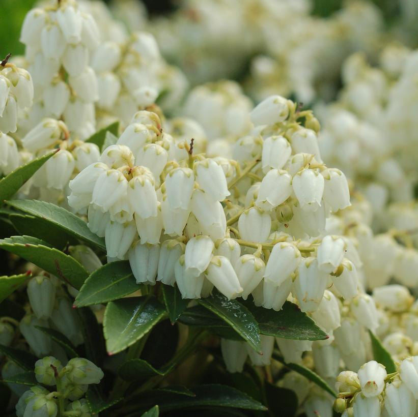 Pieris jap. Cavatine