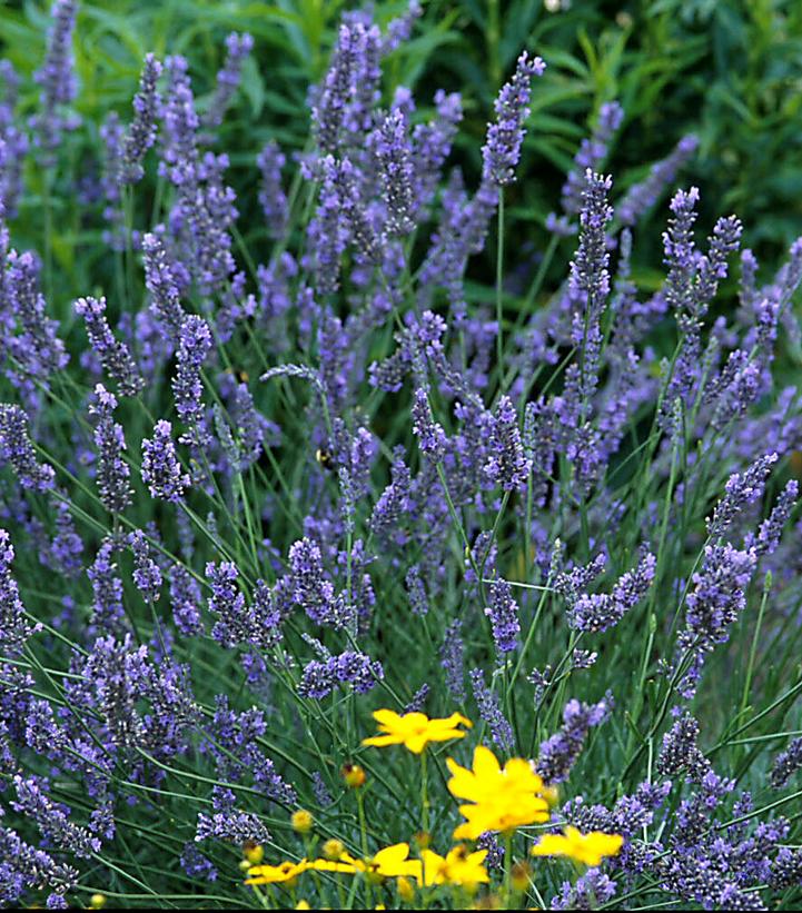 Lavandula x intermedia 'Grosso'