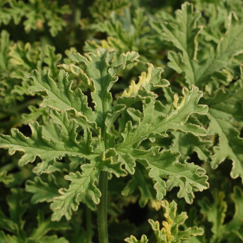 Pelargonium citrosa Lady Plymouth