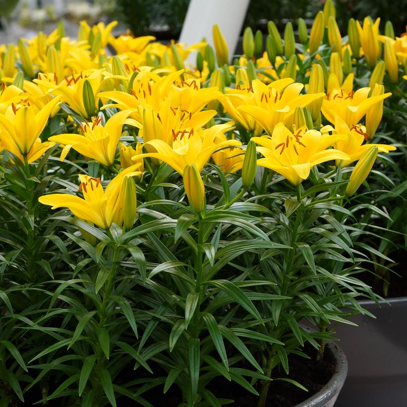 Lilium Tiny Bee